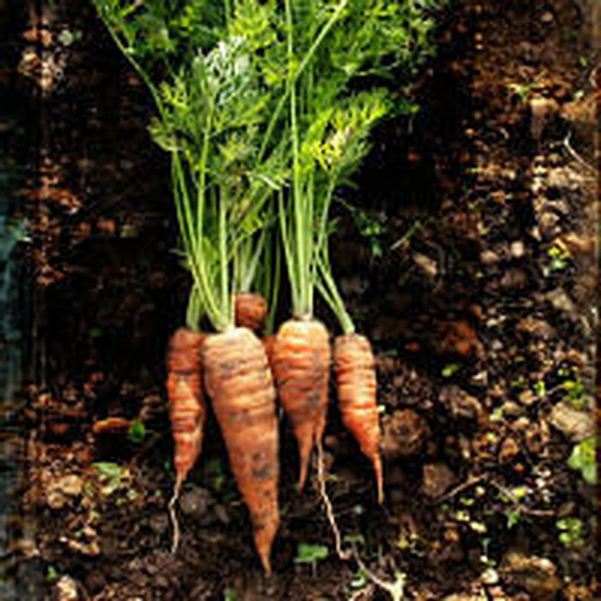 Organic food thumb