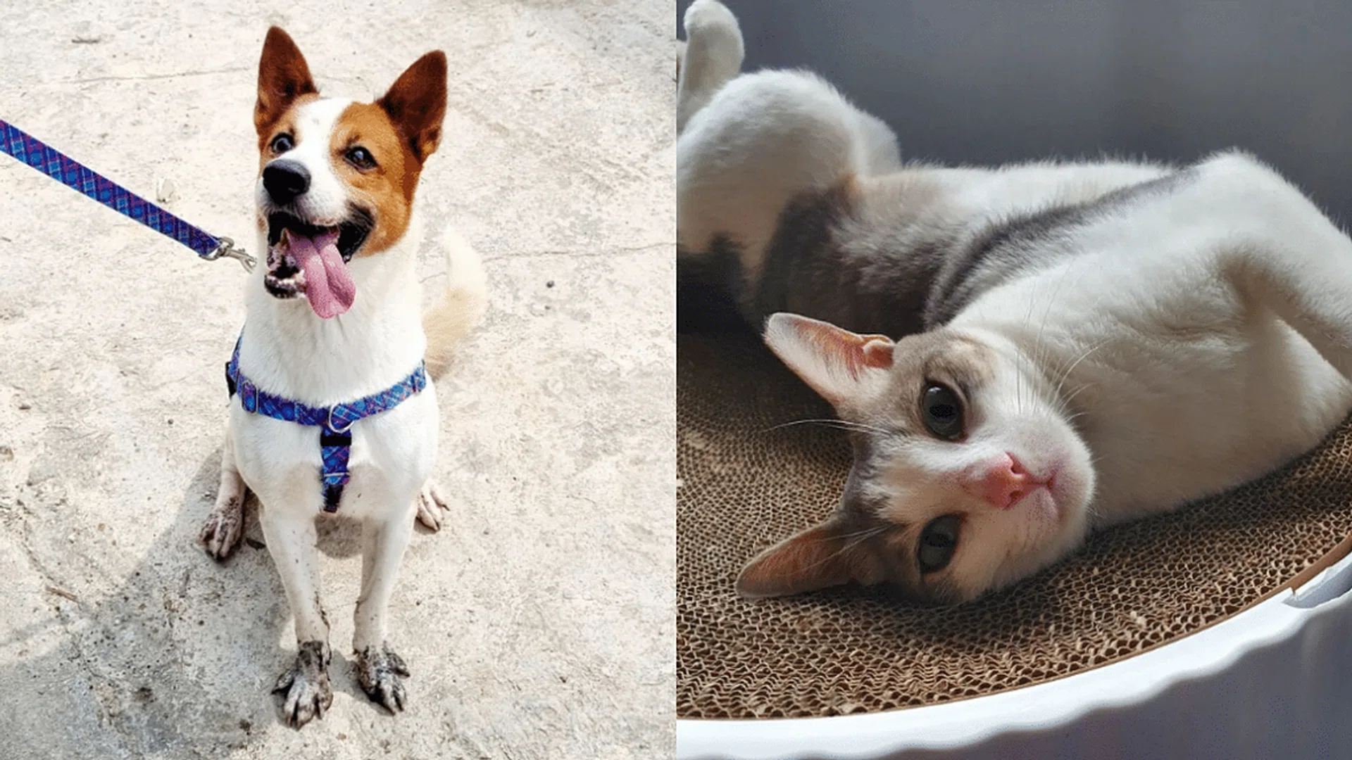 Instagram/ @oscassingapore, @catwelfaresociety