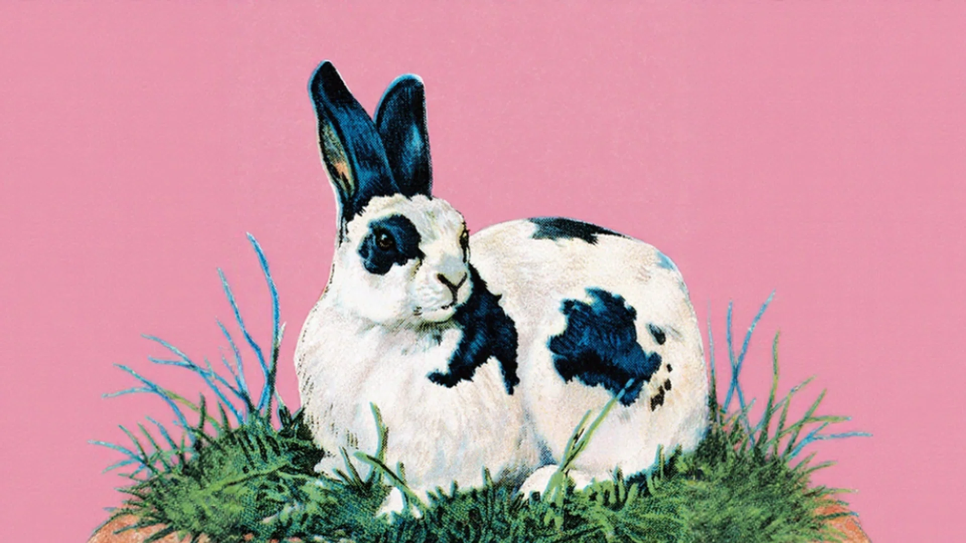 rabbit with pink background | dangers of ai convenience