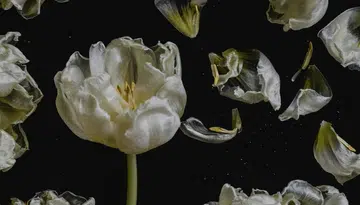 vagina facial feature image