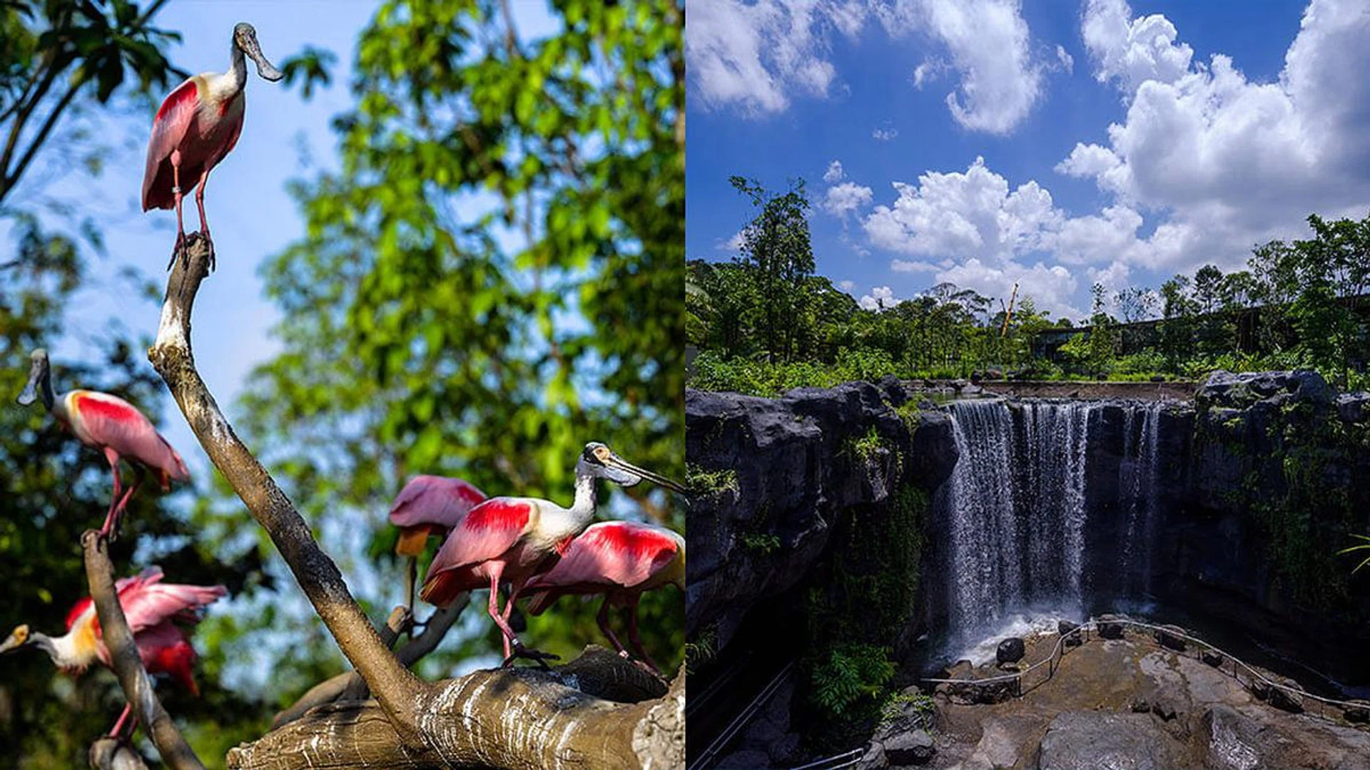 Credits: Mandai Wildlife Group