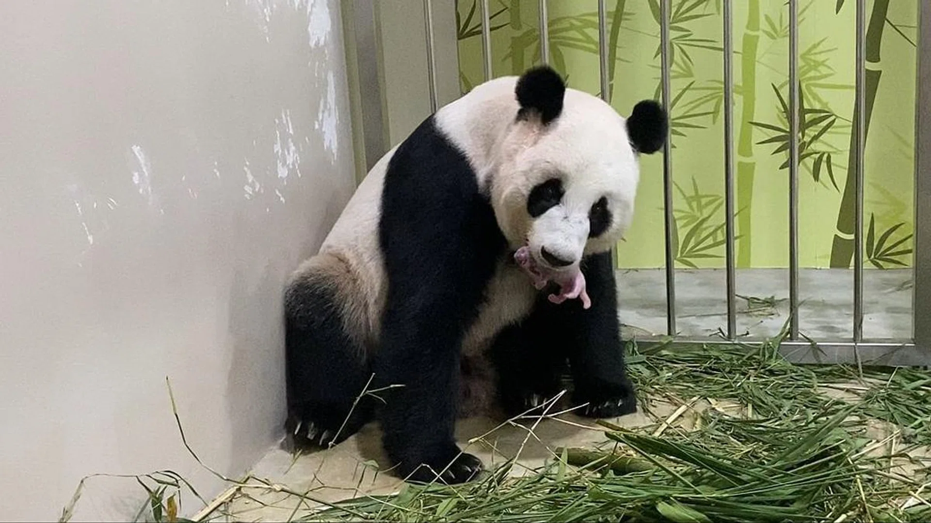 kai kai jia jia panda cub singapore