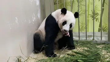 kai kai jia jia panda cub singapore