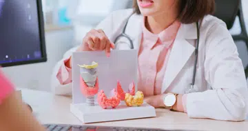 Closeup view of asian doctor use a thyroid model to teach patient knowledge about this organ