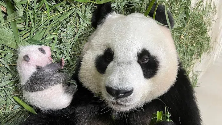 Jia Jia and her giant panda cub on Day 24, Sept 6, 2021. Credit: Wildlife Reserves Singapore