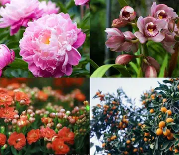 how_to_buy_plants_for_cny_in_singapore_rect_