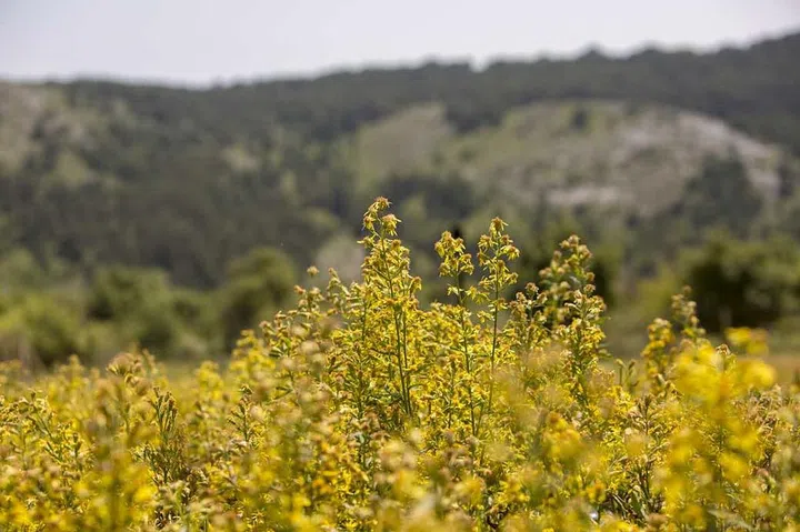 CHANEL-Sublimage_Solidago