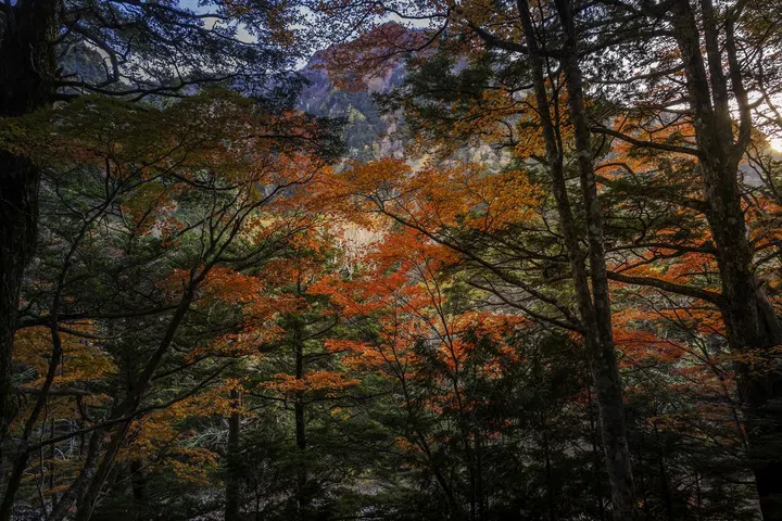Beautiful autumn color foliages during the trail inside the Kamikochi National Park, Nagano, Japan.