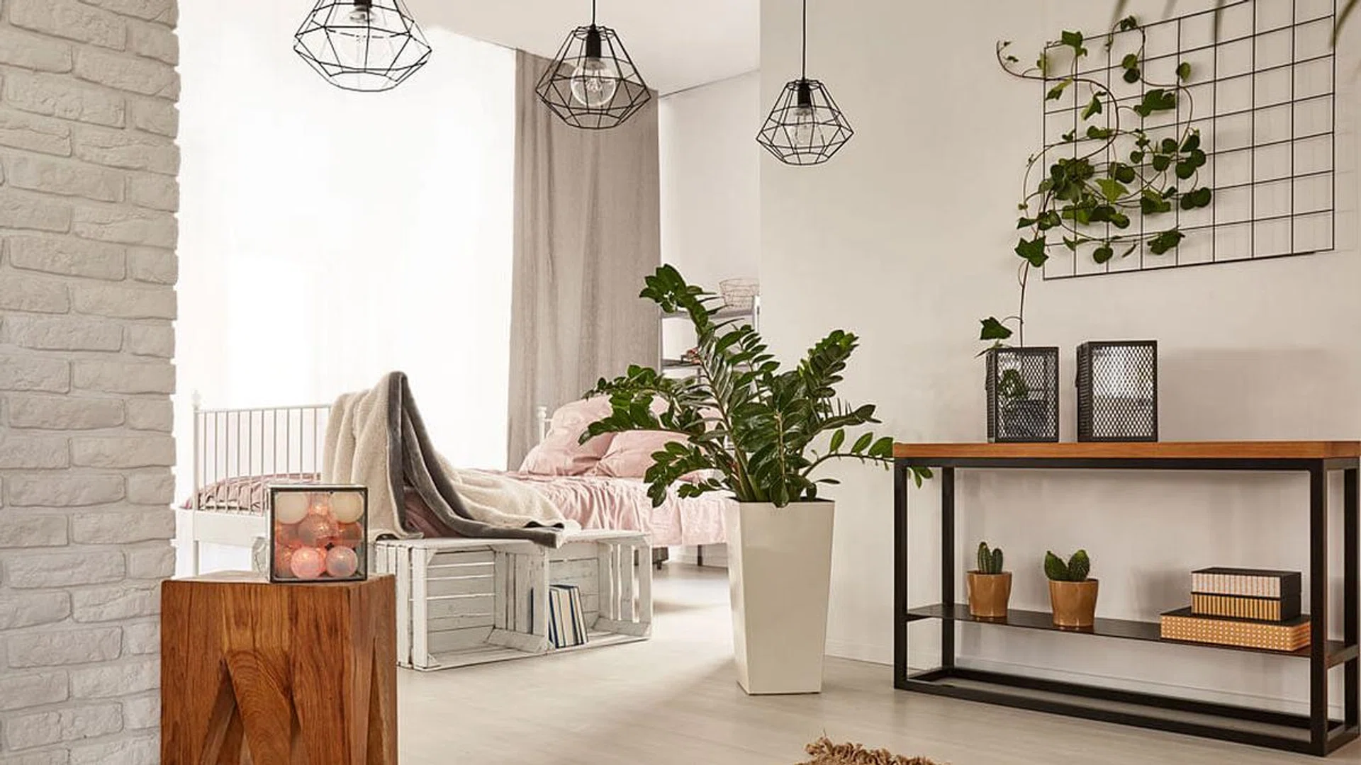 Decorative plants to bring you luck