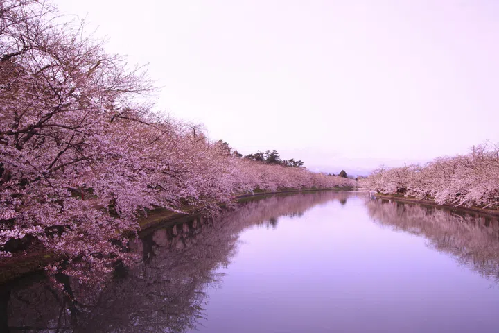 Moat and cherry blossoms