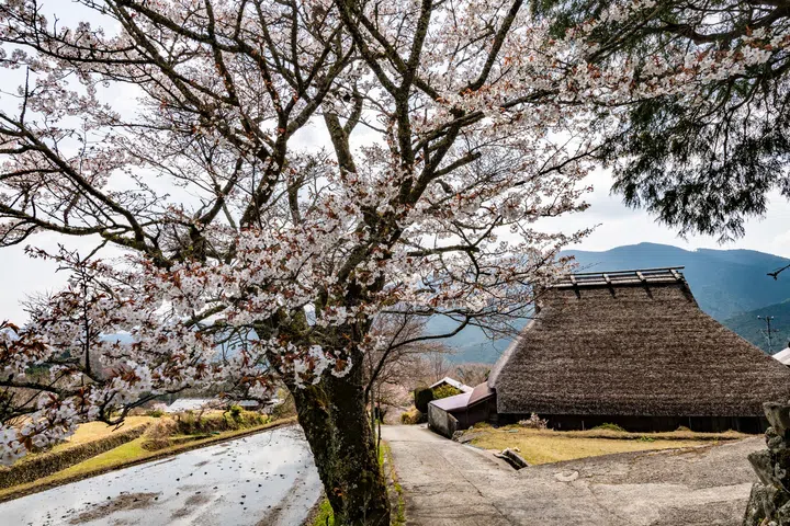 Date: April 7, 2025
location: Mitaki, Tsu, Mie Japan

A thatched roof is made from natural stuff like silver grass, reeds, and straw. It’s surprisingly strong, breathable, and great at keeping things quiet. People say it stays cool in summer and warm in winter, so it’s super comfy to live under. These days, though, thatched roofs are pretty rare because it’s hard to find the materials and skilled workers. The house in the photo is kept up mainly for tourism now.