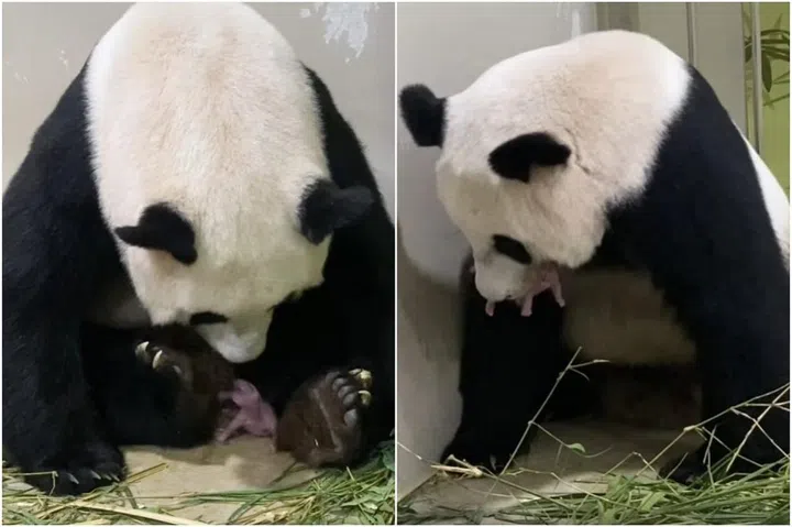 kai kai jia jia panda cub