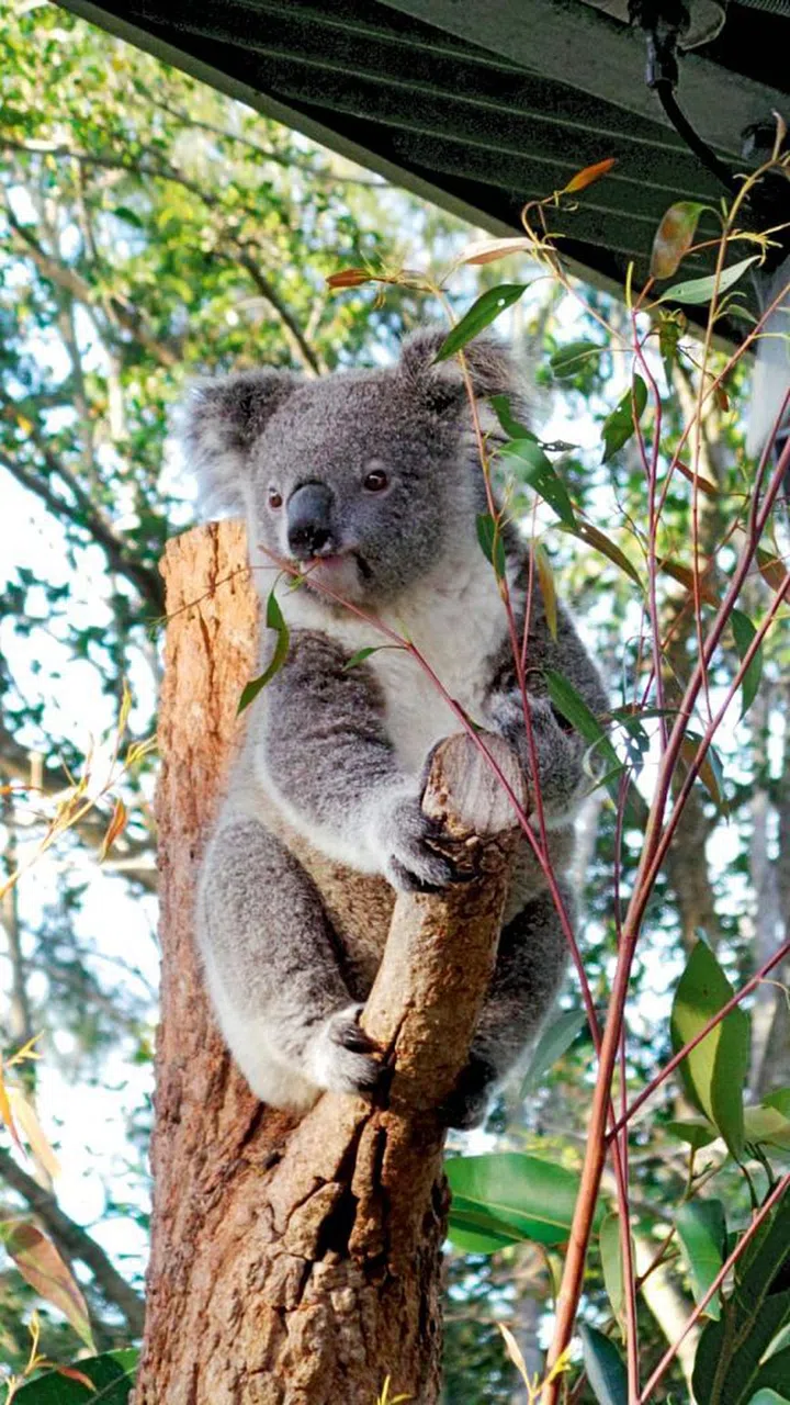 Come face to face with the cutest koala bears at WILD LIFE Sydney Zoo. Photo: Tourism Australia
