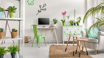 Why you should have indoor plants in the home and how to care for them