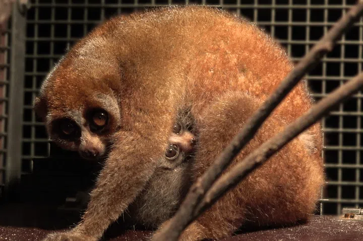 Credit: Mandai Wildlife Group  