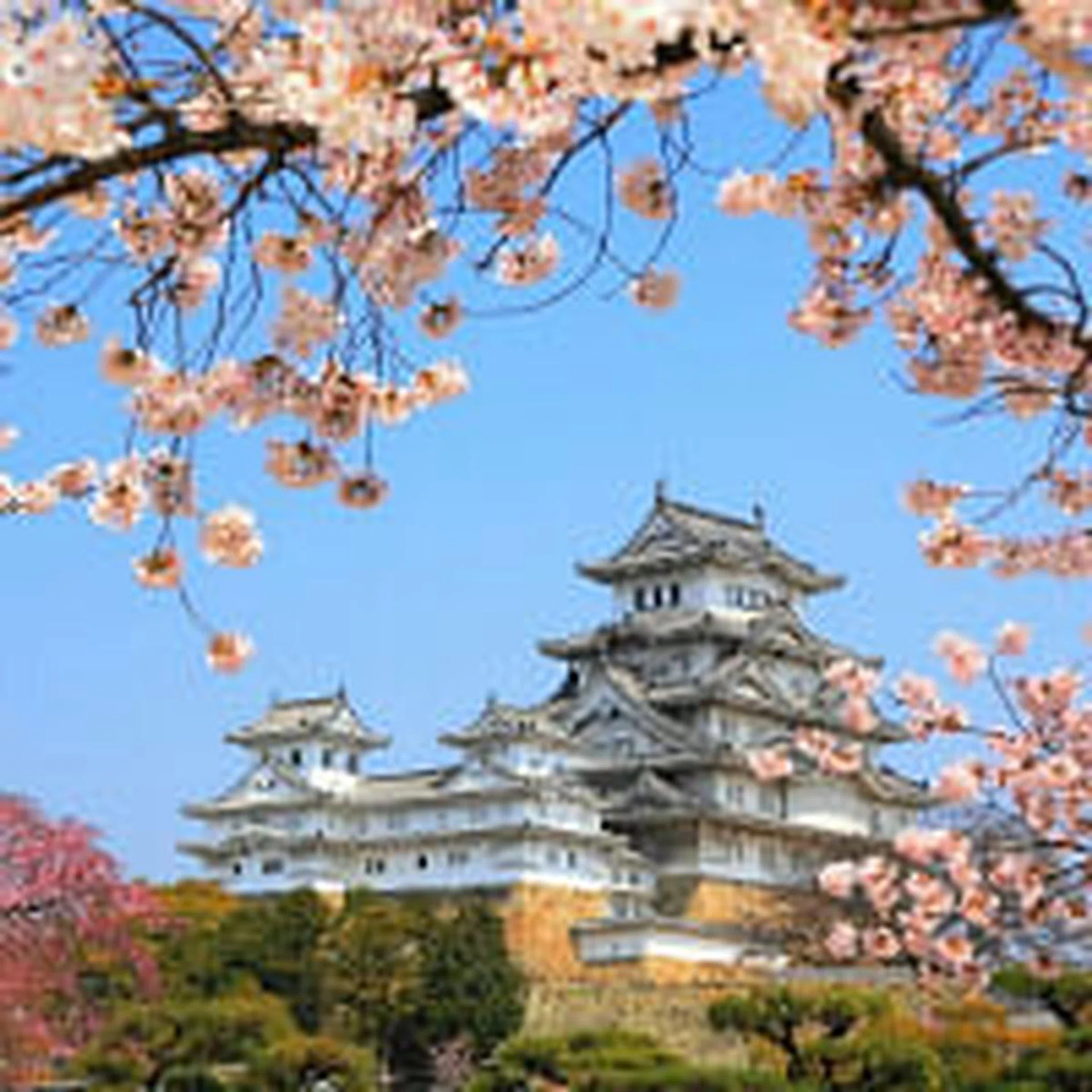 3 steps to a picturesque Sakura viewing trip in Japan 