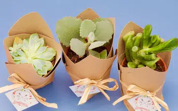 succulent_wedding_favours