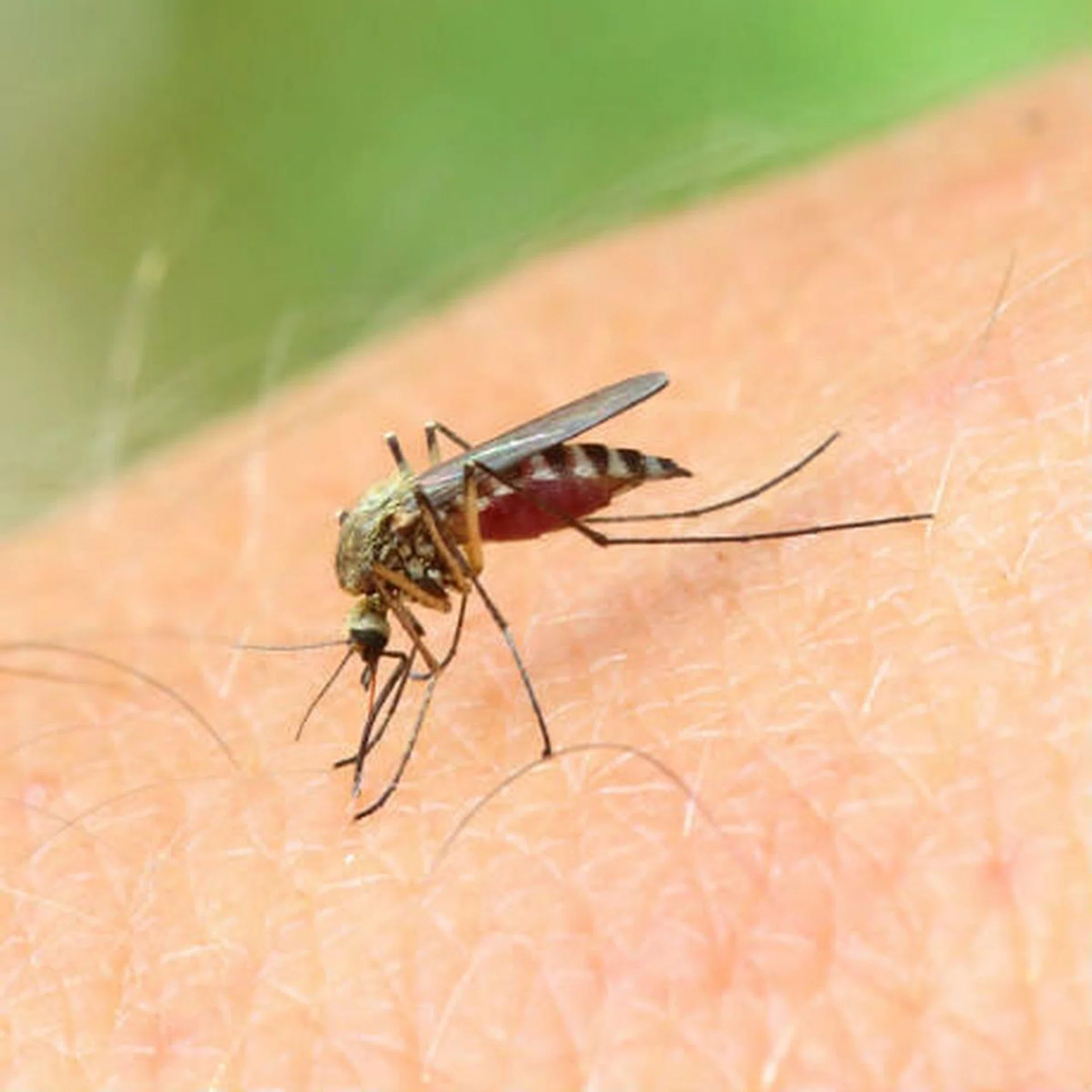 dengue_1