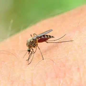 dengue_1