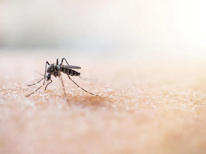 Mosquito Repellent Black &amp; White Suck blood On the human skin The belly is red