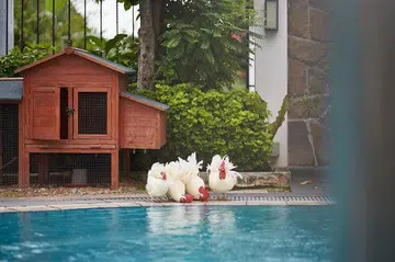 her-world-join-the-flock-chickens