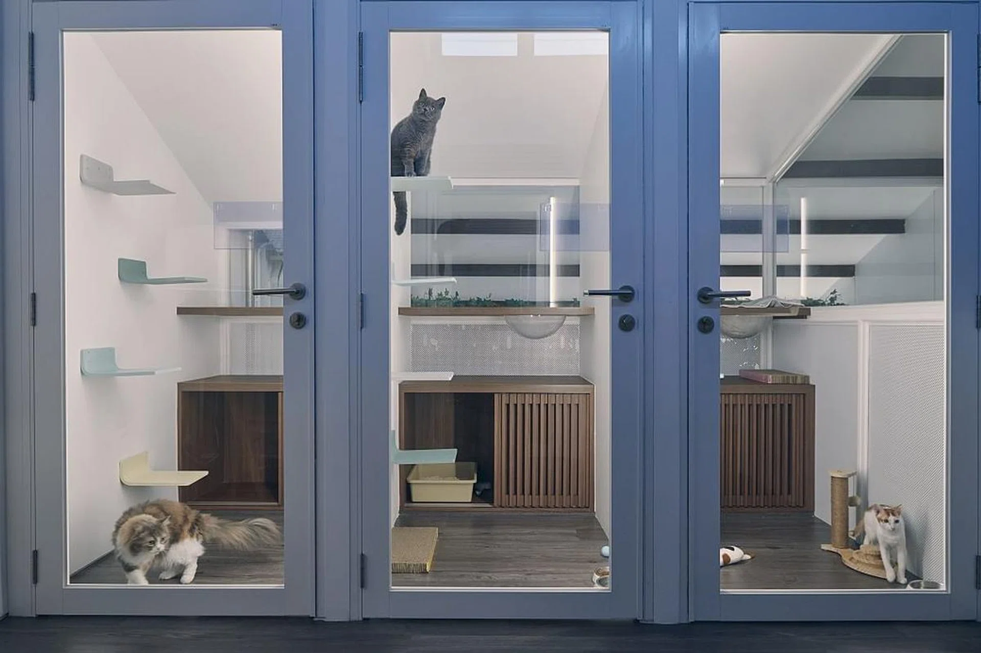 cradle cat hotel in singapore