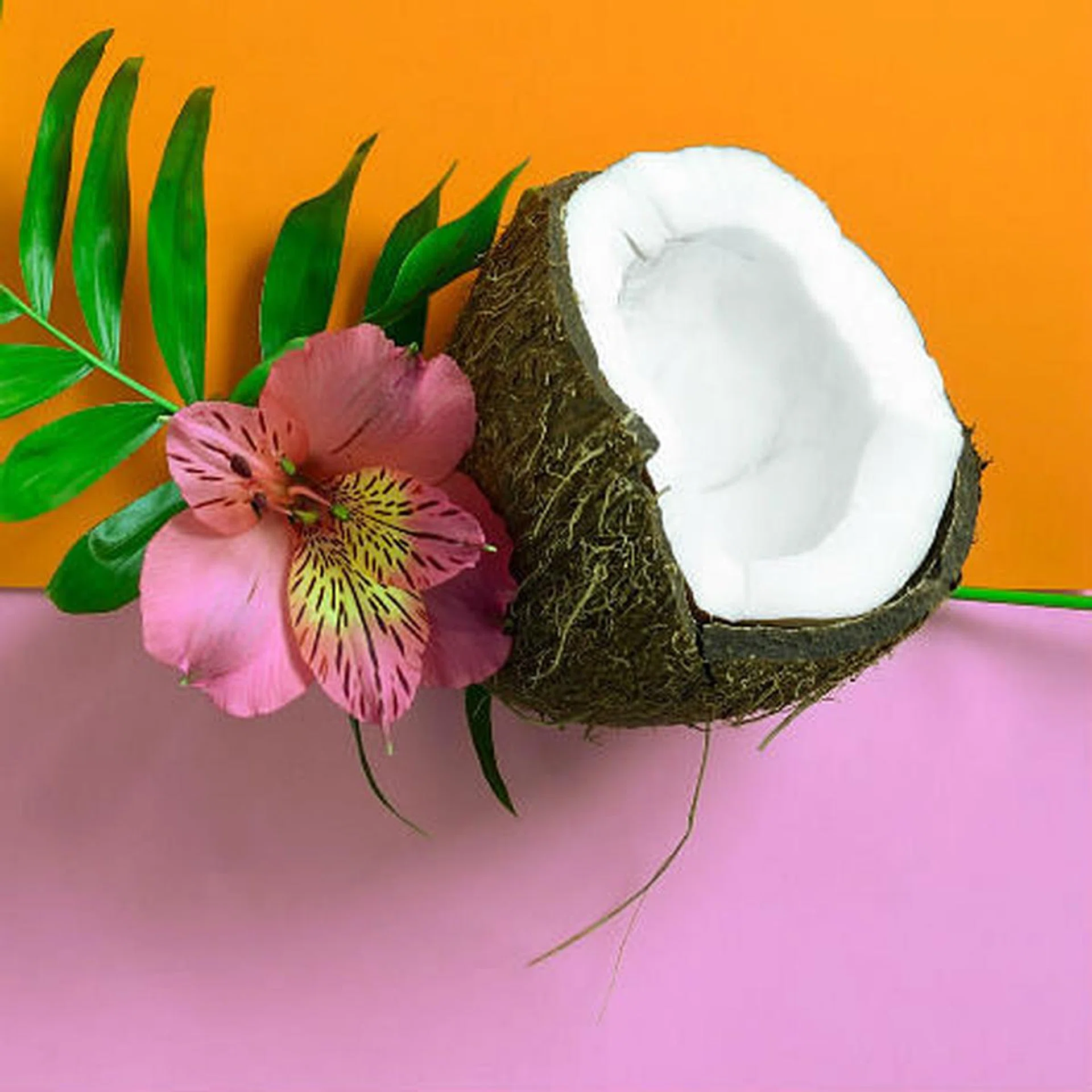 0627_coconut_tn