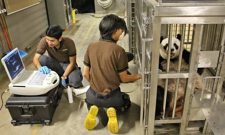 kai kai jia jia panda cub