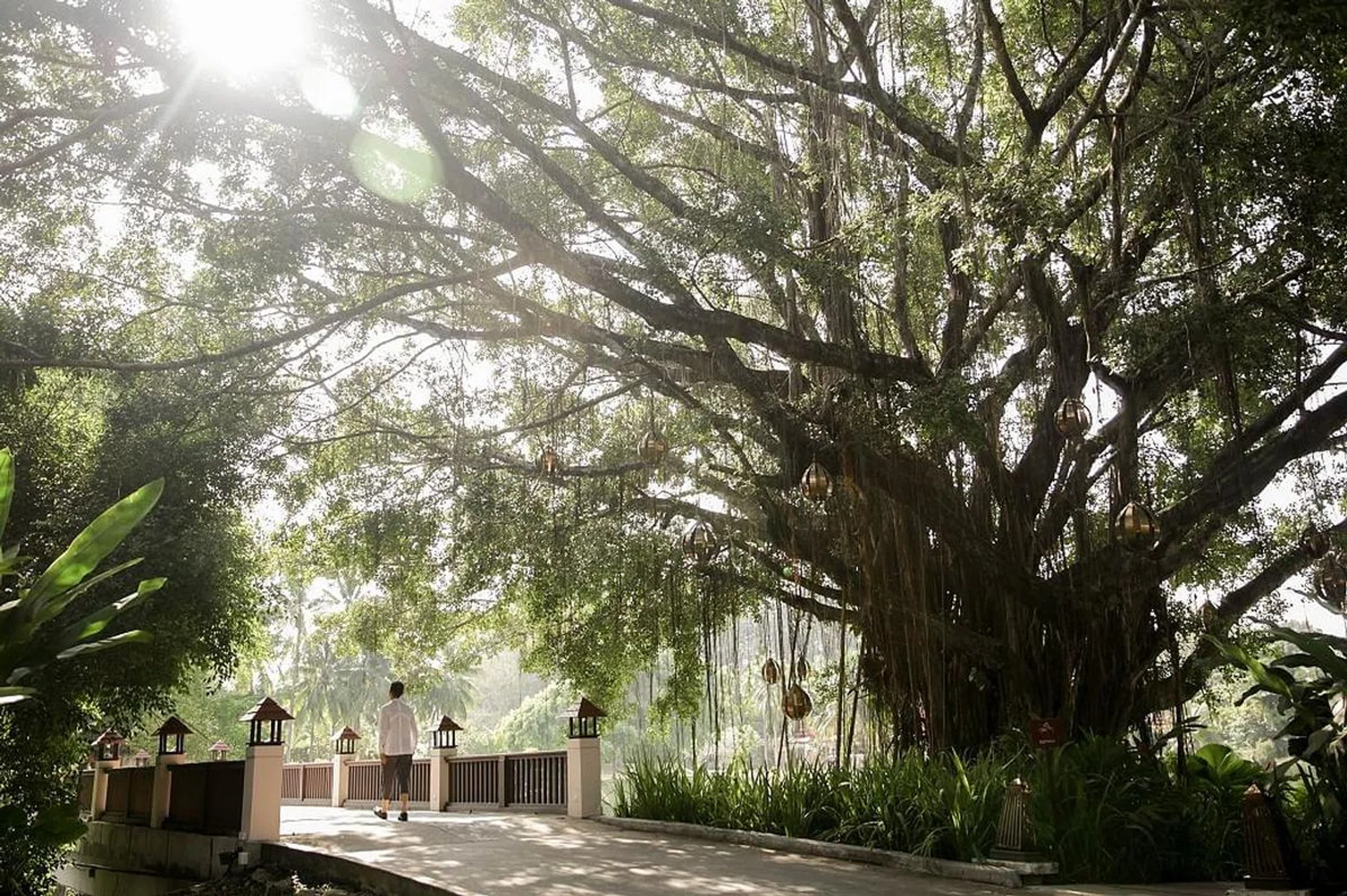 banyan tree veya phuket