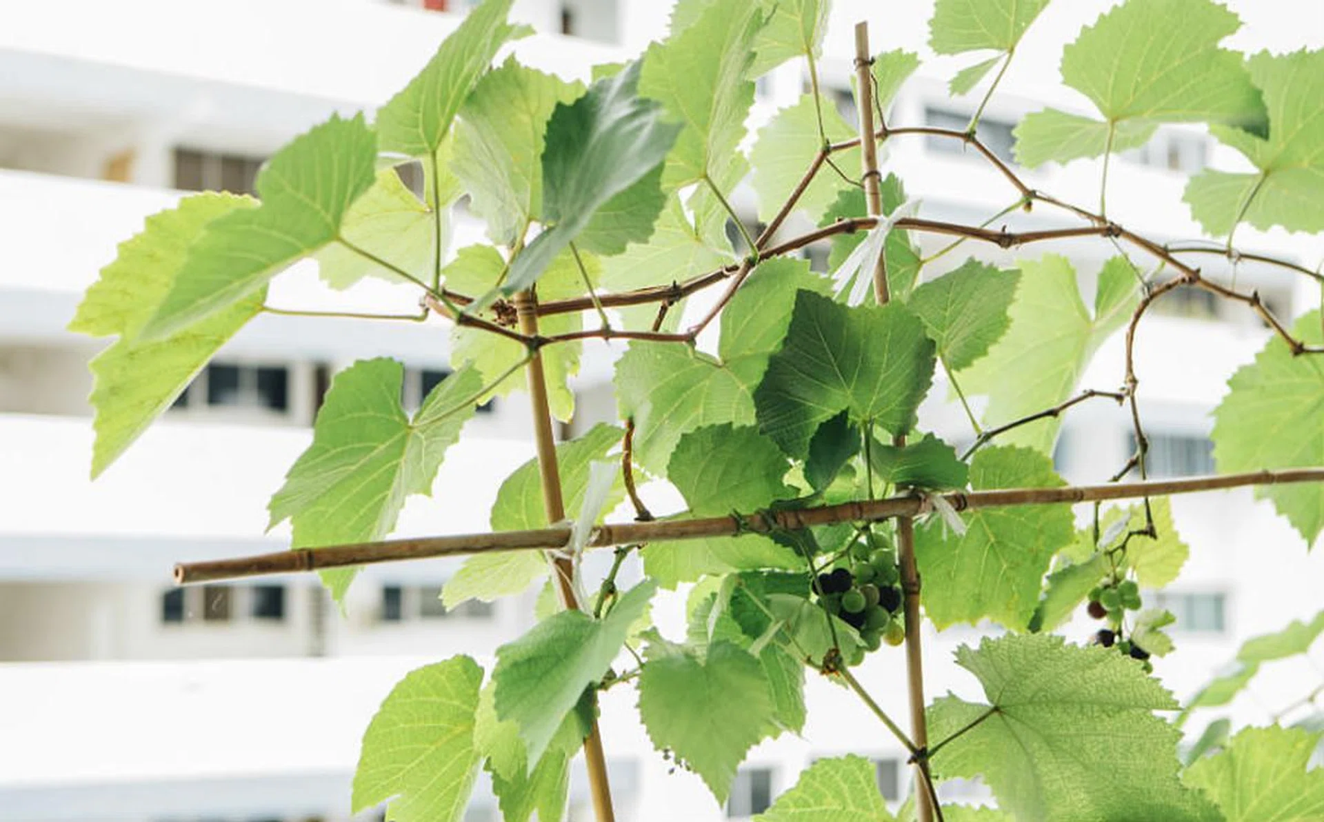 01_grow_grapes_in_hdb