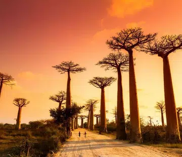 madagascar_rec