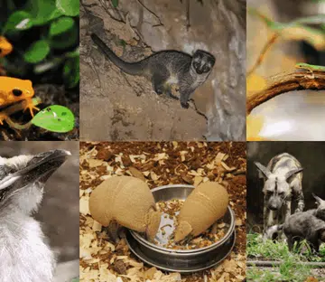 singapore mandai wildlife parks
