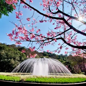 cherryblossoms