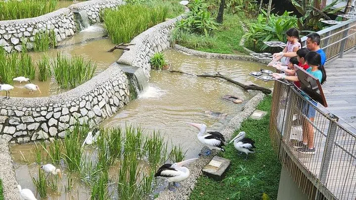 Inspired by Bali’s bamboo groves, paddy fields and water terraces, the idyllic Kuok Group Wings of Asia is one of the most picturesque aviaries in the park. It houses endangered bird species such as the Black-faced Spoonbill, the Milky Stork and the Baer’s Pochard. You can feed fish to the pelicans at 10am and 4.30pm daily.