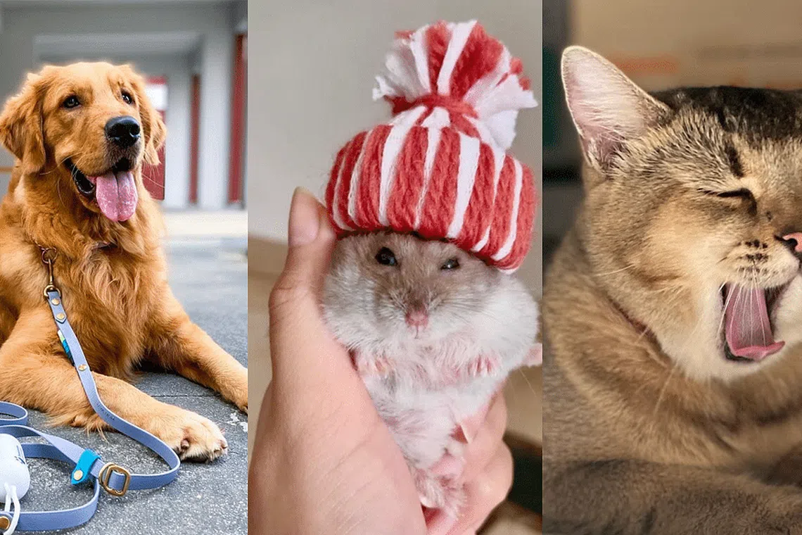 The cutest pets on TikTok in Singapore that you need to follow now ...