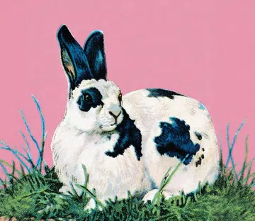 rabbit with pink background | dangers of ai convenience