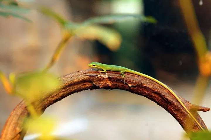 Credit: Mandai Wildlife Group  