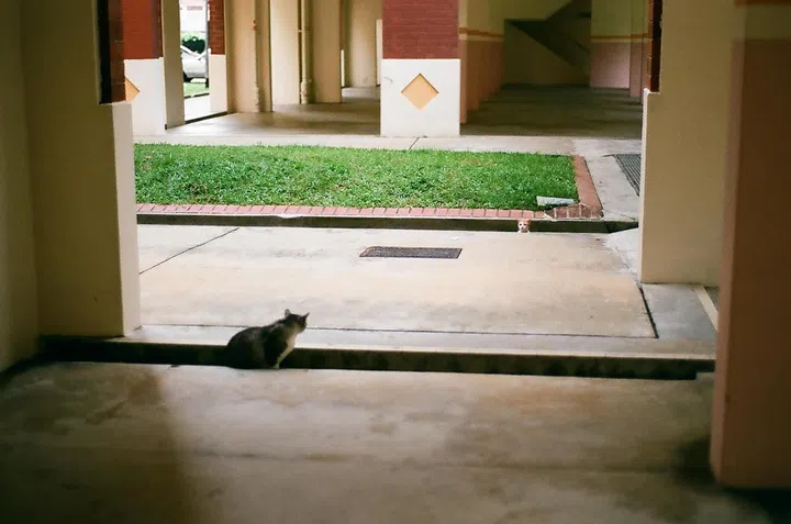 kxcat - Animal welfare groups work to feed and sterilise Singapore's community cats (felines who live outdoors and have no owner).

Credit: Clara Koh and Alvin Ho