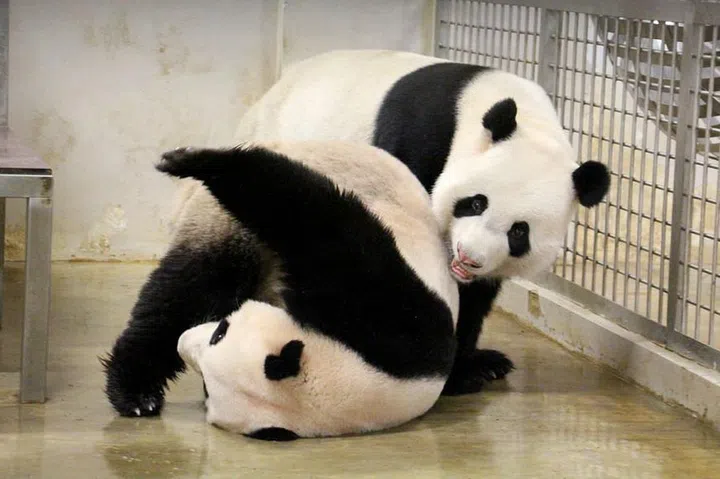 kai kai jia jia panda cub