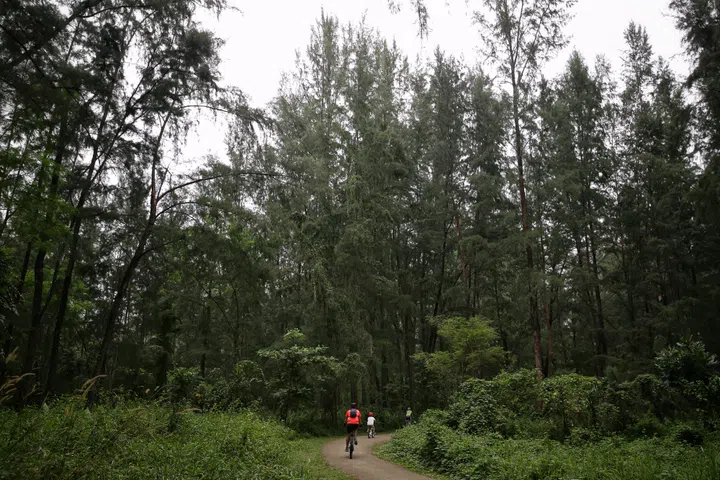 People cycling along coniferous trees in Coney Island on Oct 9, 2020.