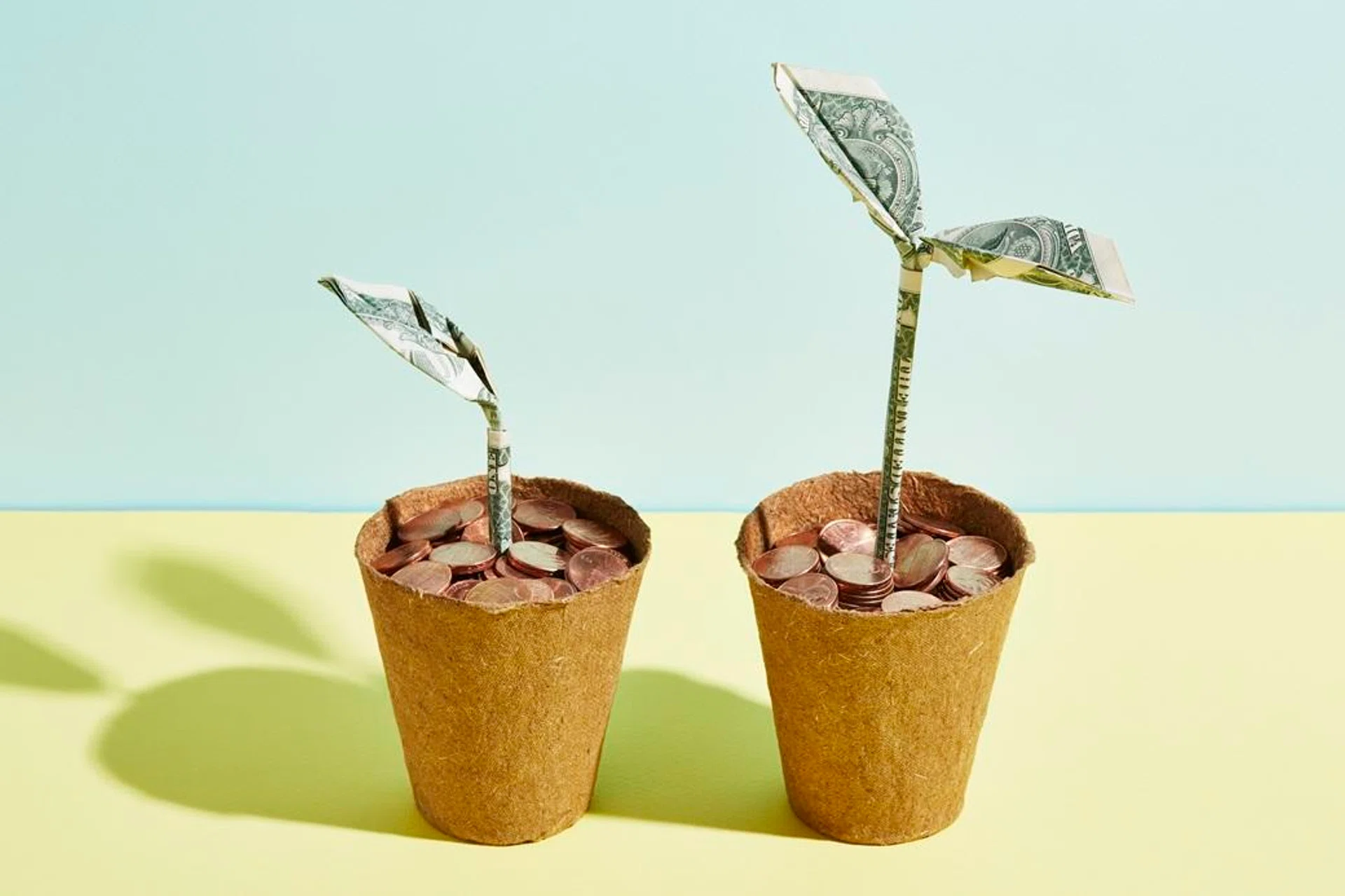 One large seedling and one small shoot are growing