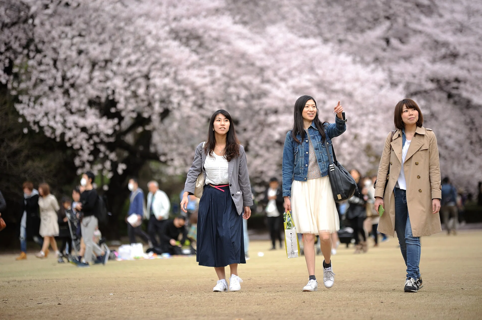 TOKYO, JAPAN - APRIL 06 : Women are seen walking the last beautiful day of Hanami, a traditional picnic between family, friends or colleague to enjoy the cherry blossom and the poetry of the moment in Tokyo Shinjuku Park, Japan on April 6, 2016.  (Photo by DAVID MAREUIL/Anadolu Agency/Getty Images)