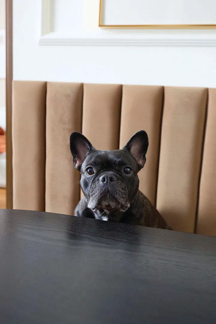 Interior designer Vivian Chen (of Muwu Construction) and financial advisor husband, Michael Chan lives with their French Bulldog in this 635 sq ft 2-bedroom condominium along Stirling Road.