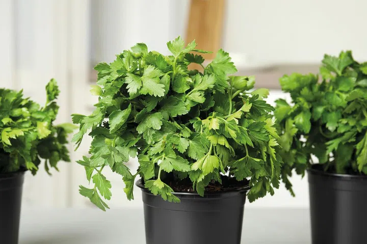 Plastic pots with fresh green parsley indoors