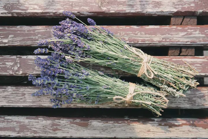 How to Grow Lavender in Singapore: Indoors or hydroponic? (Photo Pexels Brigitte Tohm)