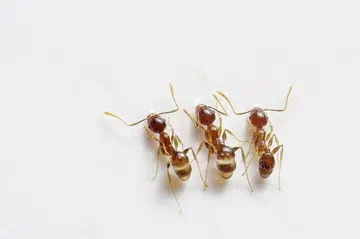 36090-ants-498731-960-720