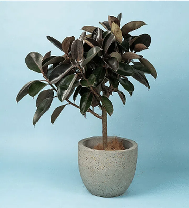 Large Rubber Tree from Tumbleweed in a grow pot