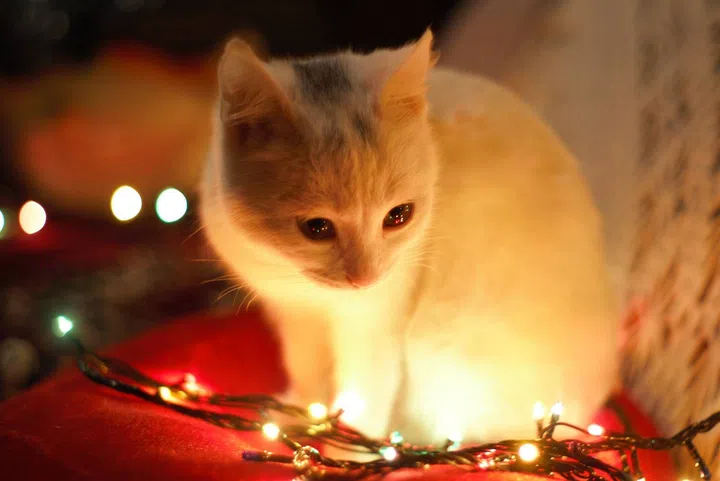 White cat with Christmas lights