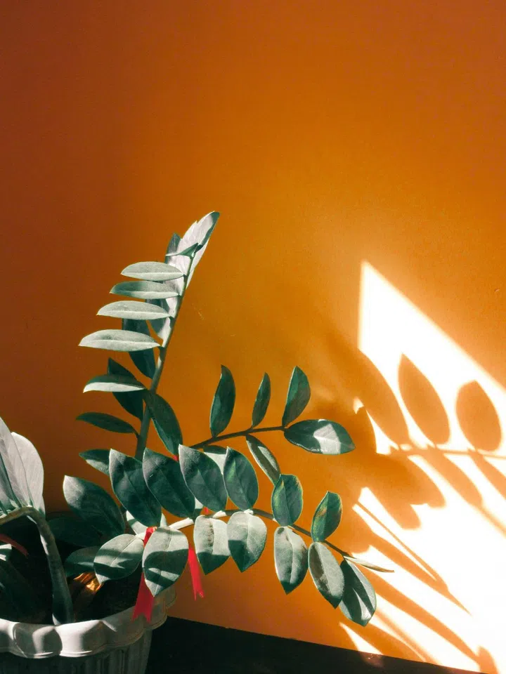 Lunar New Year: 5 Ways to Use Leftover CNY Oranges At Home