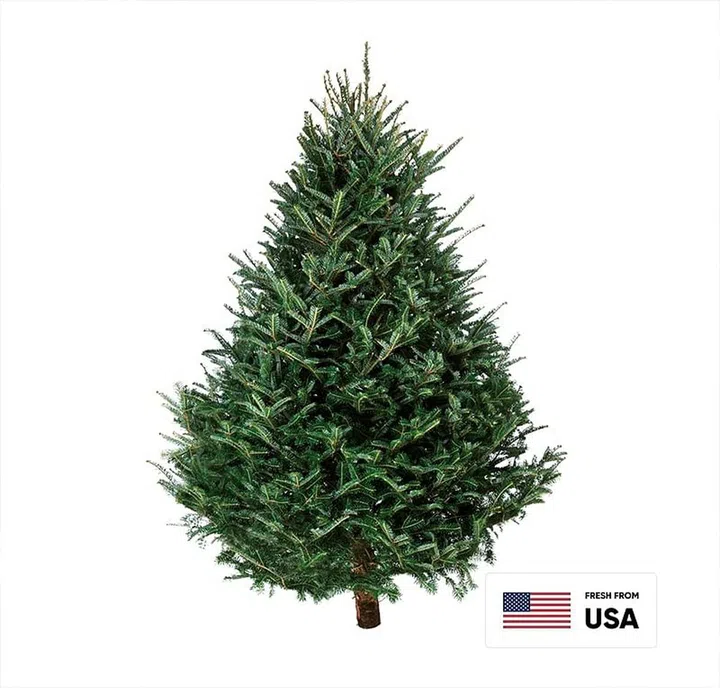Buy real Christmas trees from Cold Storage from $149